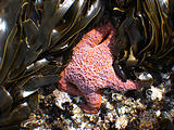 Shore Starfish