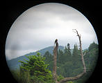 Bald Eagle Through Binoculars