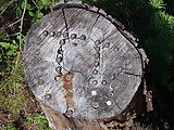 Campsite - Bullets Fired into Stump (Photo by Laura)