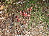 Huckleberry Creek - Indian Pipe (Photo by Laura)