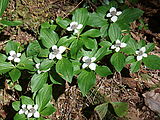 Huckleberry Creek - Flower (Photo by Laura)