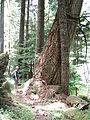 Huckleberry Creek - Geoff - Tree (Photo by Laura)