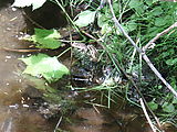 Huckleberry Creek - Frogs (Photo by Laura)