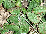 Willapa Bay - Bug