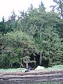 Willapa Bay - Campsite