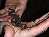 Willapa Bay - Salamander