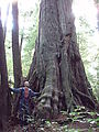 Willapa Bay - Old Growth Grove of Trees - Geoff