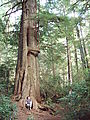 Willapa Bay - Old Growth Grove of Trees - Laura