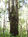 Willapa Bay - Old Growth Grove of Trees