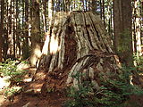 Willapa Bay - Old Growth Grove of Trees - Giant Stump