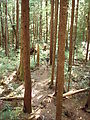 Willapa Bay - Old Growth Grove of Trees - Laura