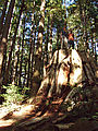 Willapa Bay - Old Growth Grove of Trees - Giant Stump - Laura - Geoff