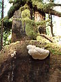 Willapa Bay - Old Growth Grove of Trees - Fungus