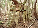 Willapa Bay - Old Growth Grove of Trees - Stump