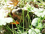 Willapa Bay - Frog