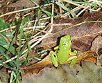 Willapa Bay - Frog - Crop