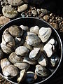 Willapa Bay - Clams - Lunch - Making Clam Chowder