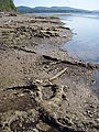 Willapa Bay - Roots - On Beach