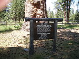 La Pine - Big Tree - Sign