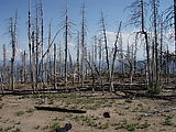 Deschutes National Forest - Davis Mountain