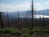 Deschutes National Forest - Davis Mountain