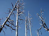 Deschutes National Forest - Davis Mountain