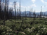 Deschutes National Forest - Davis Lake