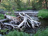 Deschutes National Forest - Camping South of - Davis Lake