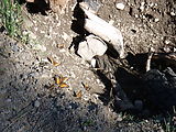 Deschutes National Forest - Camping South of - Davis Lake - Butterflies