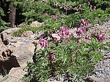 Deschutes National Forest - Odell Butte - Flowers