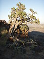 Camping in Deschutes National Forest - NFD 600 - Juniper