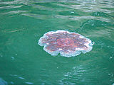 Kayaking Lummi Island - Jellyfish