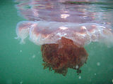 Kayaking Lummi Island - Jellyfish