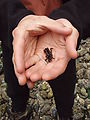 Kayaking Lummi Island - DNR Campsite - Crab