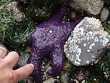 Kayaking Lummi Island - DNR Campsite - Purple Starfish