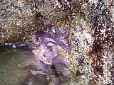 Kayaking Lummi Island - Purple Starfish