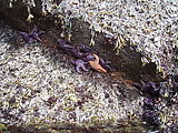 Kayaking Lummi Island - Purple Starfish