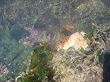 Kayaking Lummi Island - Purple Starfish