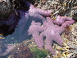 Kayaking Lummi Island - Purple Starfish