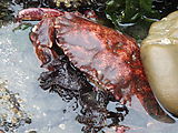 Kayaking Lummi Island - DNR Campsite - Crab