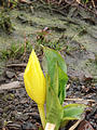 Camping in Clearcut - Skunk Cabbage Flower