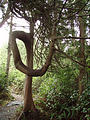 Juan de Fuca Marine Trail - Twisty Trees