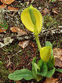 Juan de Fuca Marine Trail - Skunk Cabbage Flower