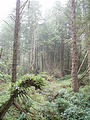Juan de Fuca Marine Trail - Forest