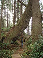 Juan de Fuca Marine Trail - Big Trees