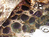 Juan de Fuca Park - Botanical Beach - Tidepools - Purple Sea Urchins