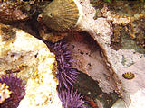 Juan de Fuca Park - Botanical Beach - Tidepools - Purple Sea Urchins