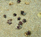 Juan de Fuca Park - Botanical Beach - Tidepools - Tiny Snails