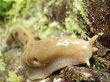 Juan de Fuca Marine Trail - Banana Slug
