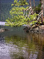 Queen Charlotte Islands - Haida Gwaii - NevaPhoto 103